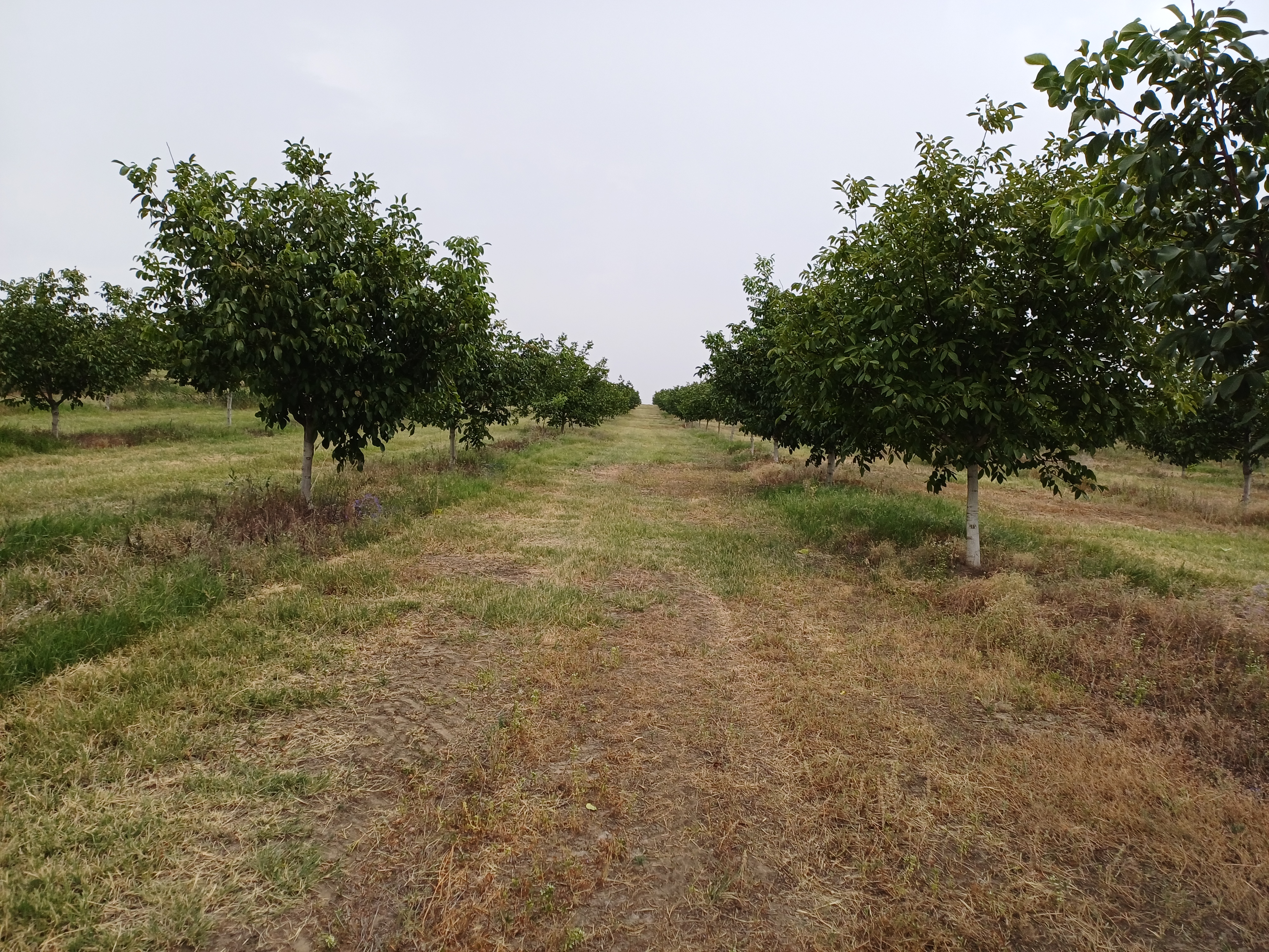 Campo di noci