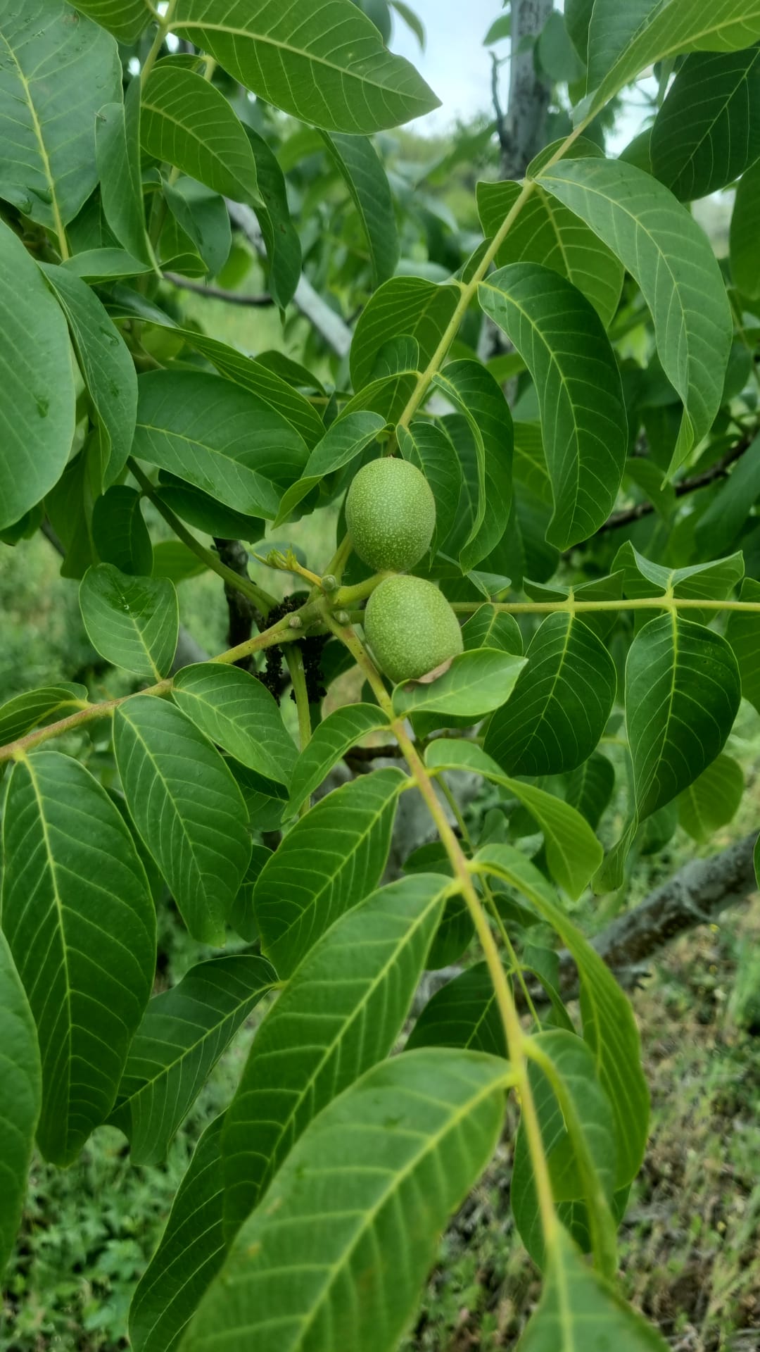 Pianta di noce